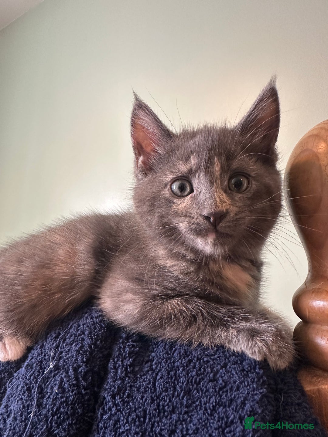 Mixed Breed cats for sale: READY NOW! Beautiful Maine Coon x female - Image 14