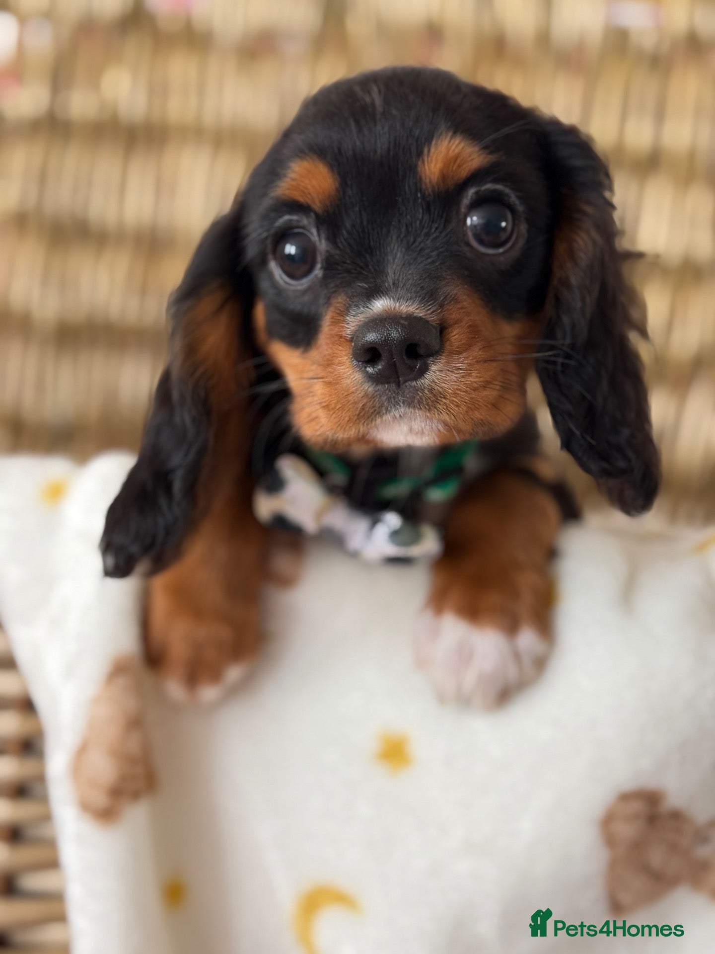 Cavalier King Charles Spaniel dogs Stunning KC Registered pups - Advert 1