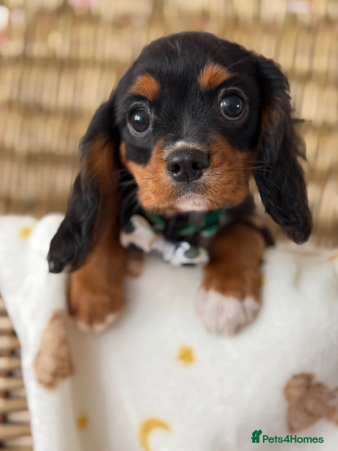 Cavalier King Charles Spaniel dogs for sale: Stunning KC Registered pups - Advert 1