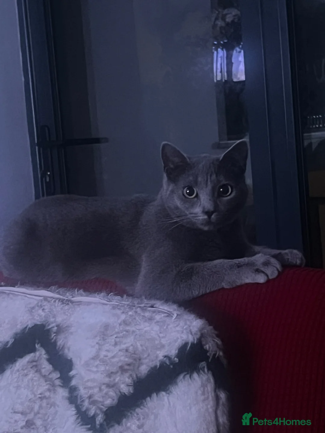 British Shorthair cats for sale: Female british shorthair- URGENT SALE - Advert 5