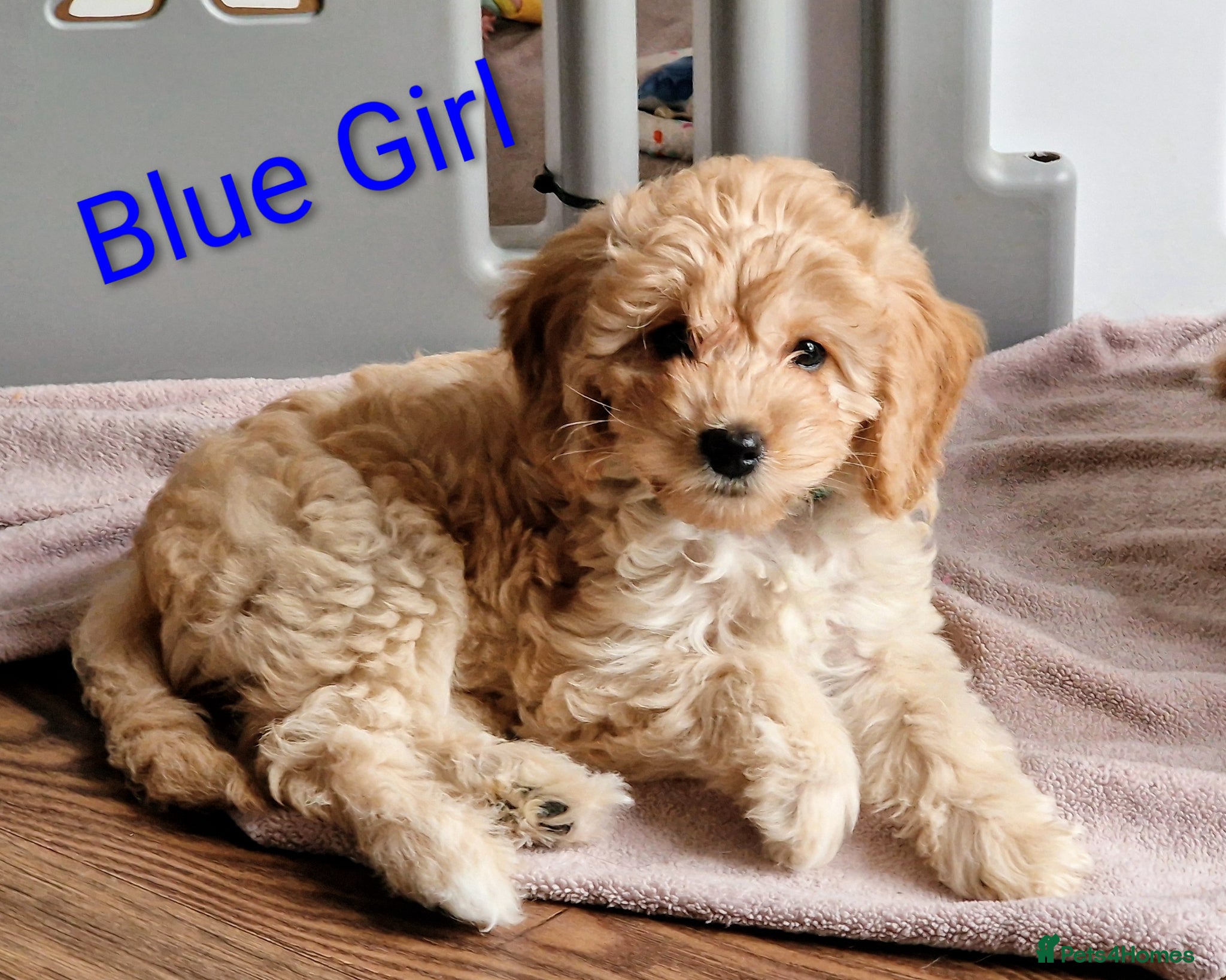 Goldendoodle dogs READY NOW  Mini Goldendoodle Puppies F1B  - Advert 2