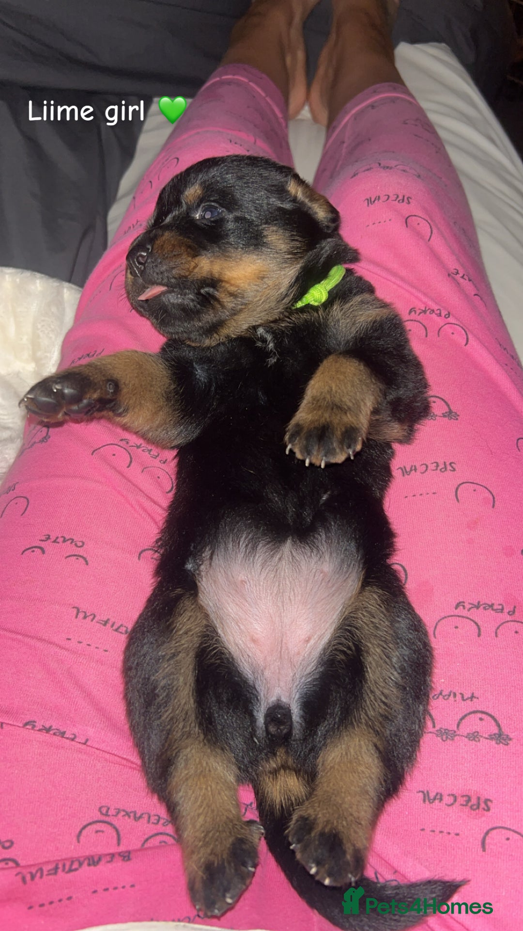 Rottweiler dogs for sale: Beautiful Rottweiler pups  - Image 9