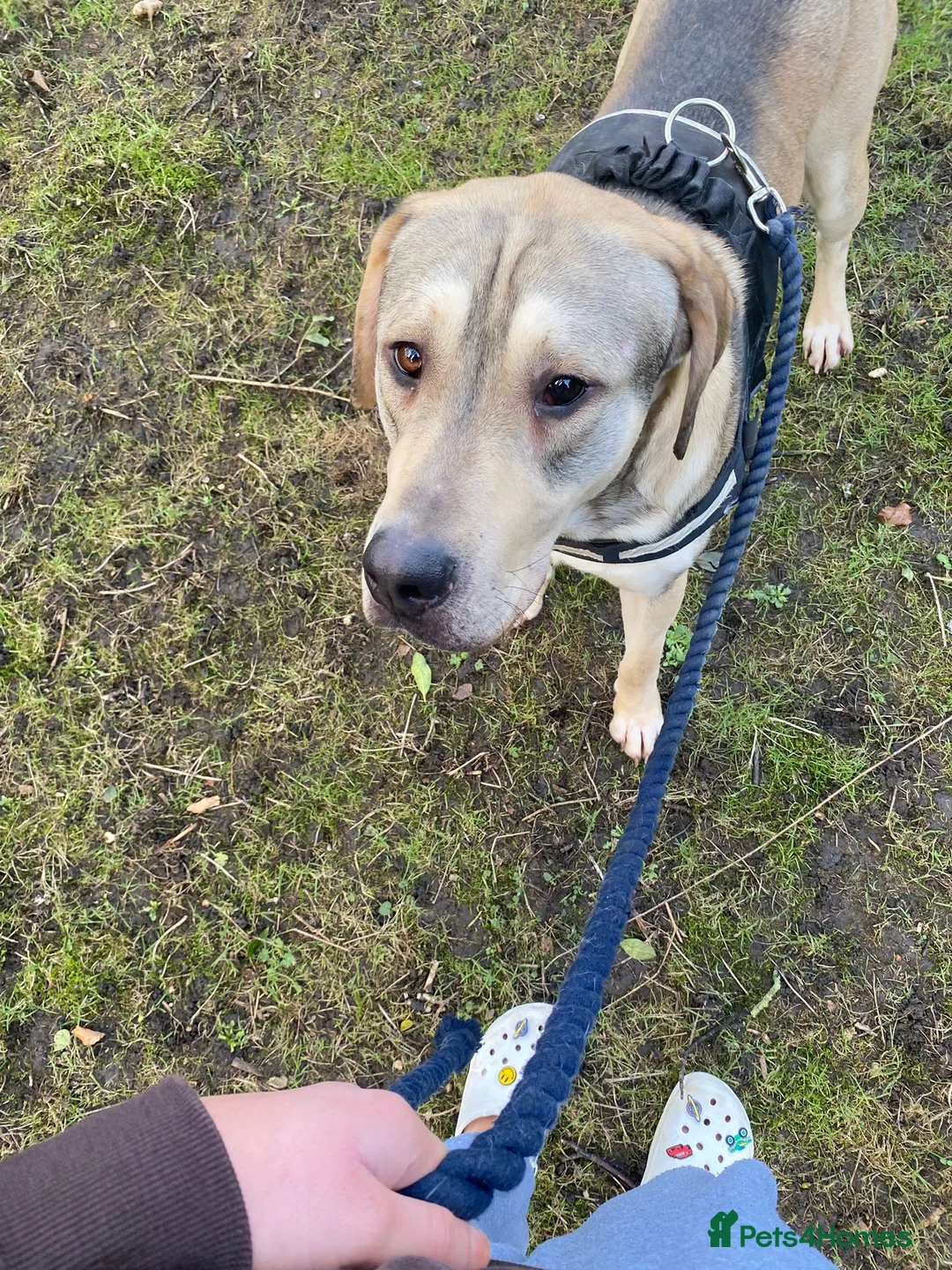 Sheprador dogs for sale: Urgent Re home for Rory in Scarborough - Advert 3