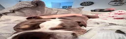 English Bulldog dogs for sale: Boycie: English Bulldog  - Advert 7