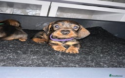 Dachshund dogs for sale: Wire haired daschund pups in Saltburn-by-the-Sea - Image 6