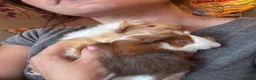 Guinea Pig rodents for sale: Two baby boars  - Advert 2