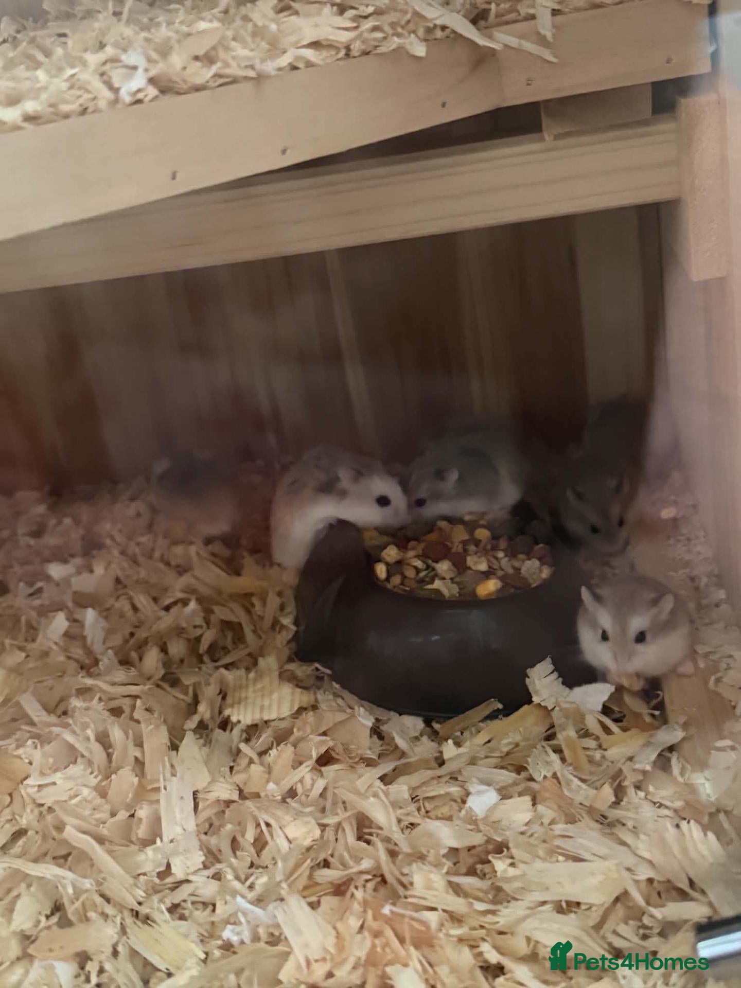 Hamster rodents roborovski (robo) hamsters mickleover de3,0fy - Advert 1