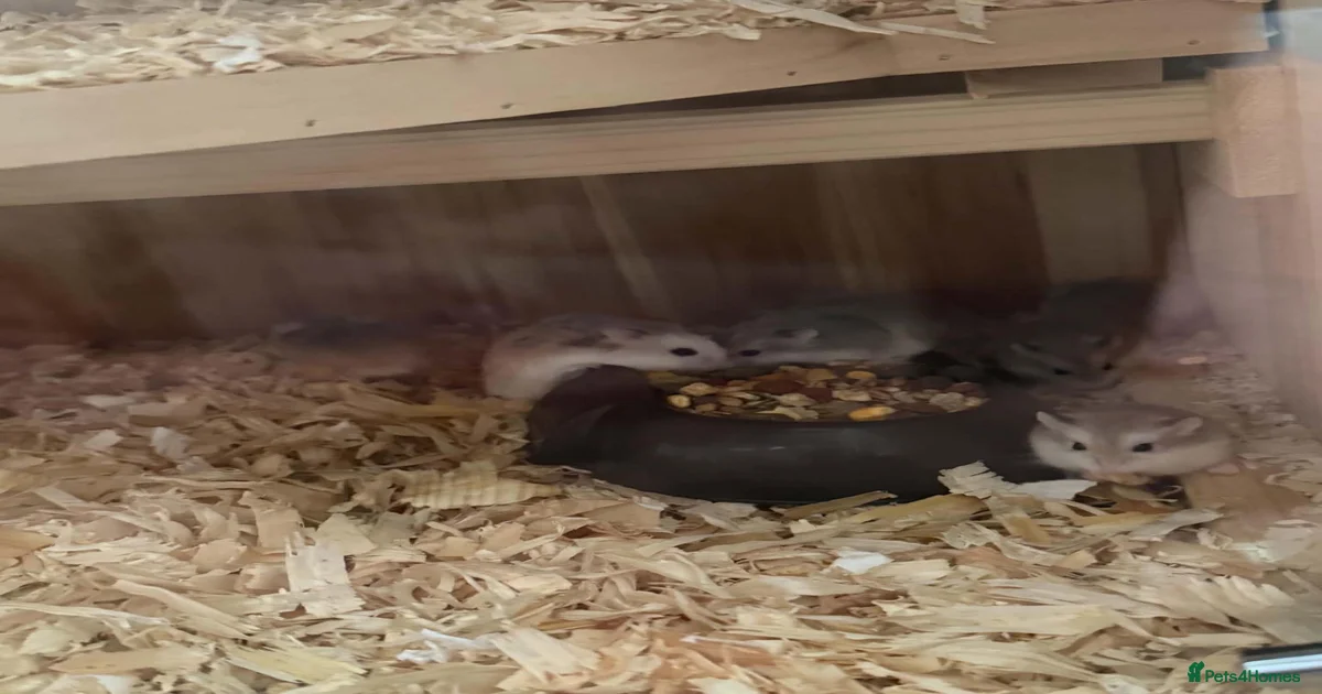 Robo Hamster Rodents for sale | Pets4Homes