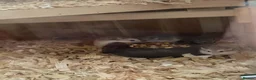 Hamster rodents for sale: roborovski (robo) hamsters mickleover de3,0fy - Advert 1