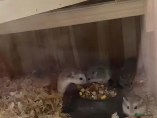 Hamster rodents roborovski (robo) hamsters mickleover de3,0fy - Advert 1