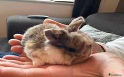 Mini Lop rabbits for sale: Pure Bred Mini Lop babies - Advert 16