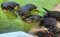 Rottweiler dogs for sale: Rotty/rottweiler puppies - Image 18