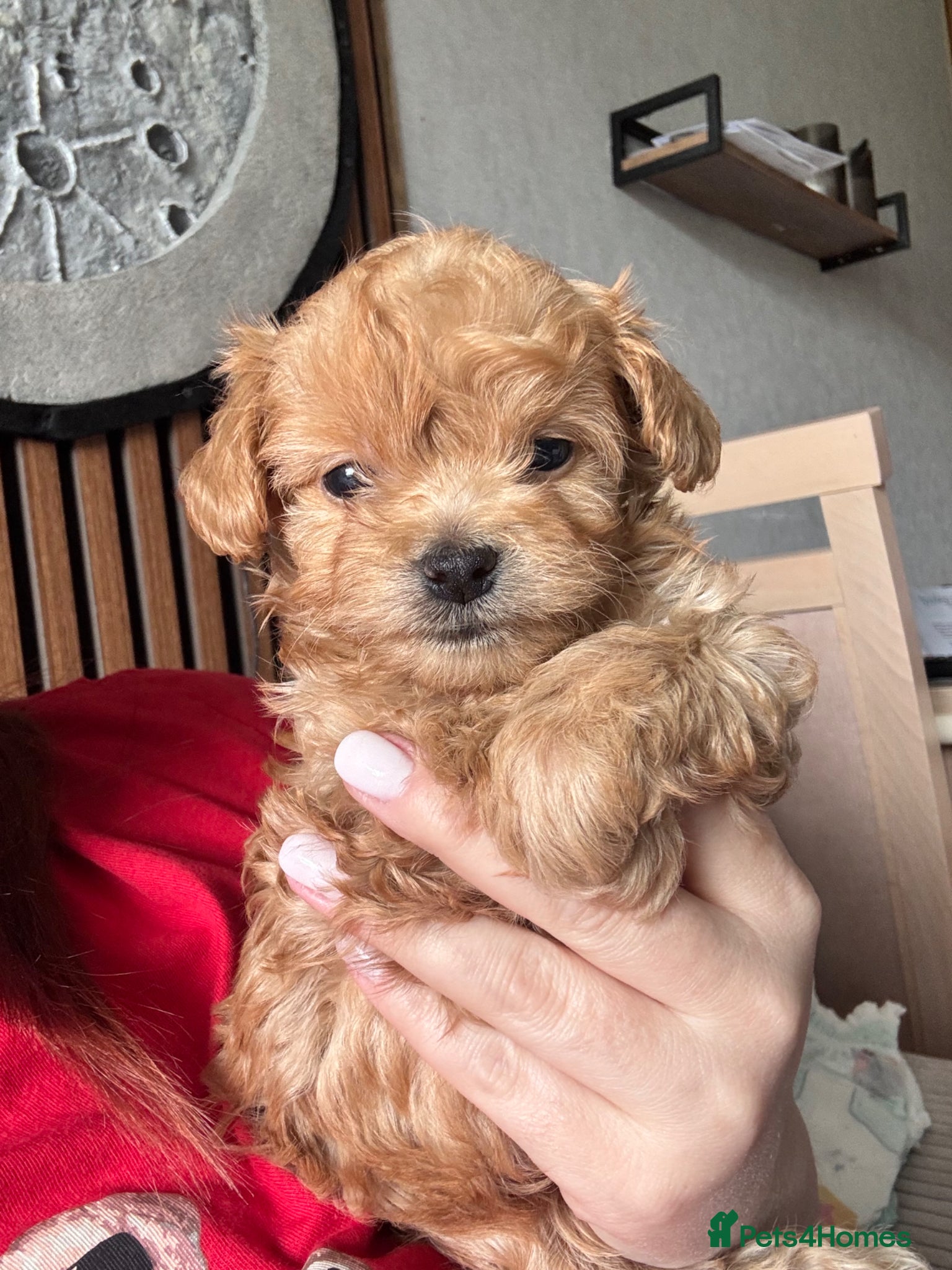 Maltipoo dogs 🧸🧸🧸🧸ONE GIRL BECOME AVAILABLE  ❤️❤️❤️ - Advert 10