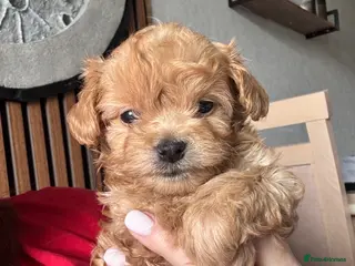 Maltipoo dogs 🧸🧸🧸🧸ONE GIRL BECOME AVAILABLE ❤️❤️❤️ - Advert 10