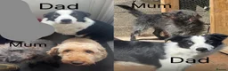 Mixed Breed dogs for sale: 6 Bedlington Terrier X Border Collie puppies  - Advert 8