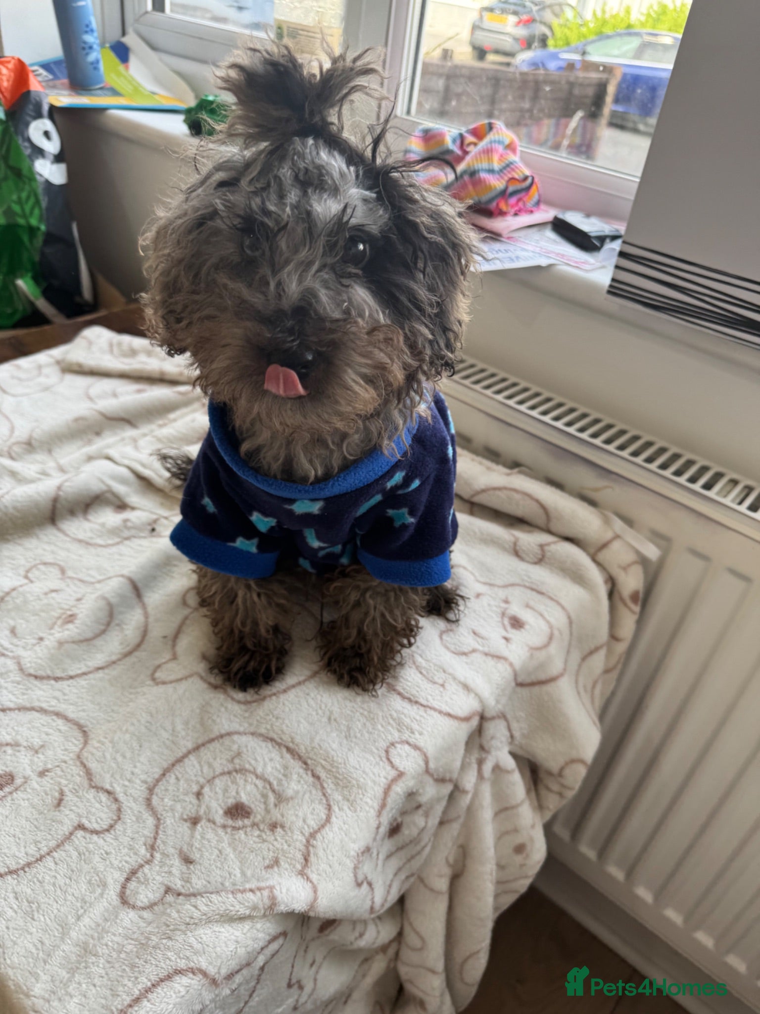 Miniature Poodle dogs  One puppy left please read the full advert ! - Advert 7