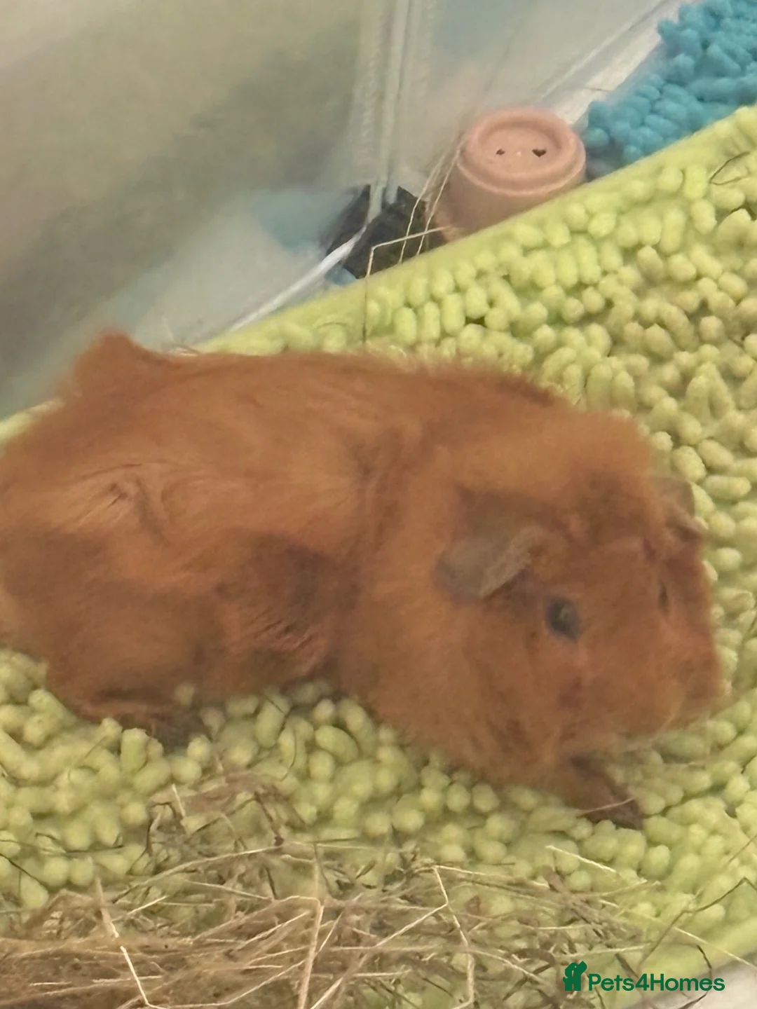 Guinea Pig rodents for sale: 2 beautiful male guinea pigs  in Polegate - Advert 2