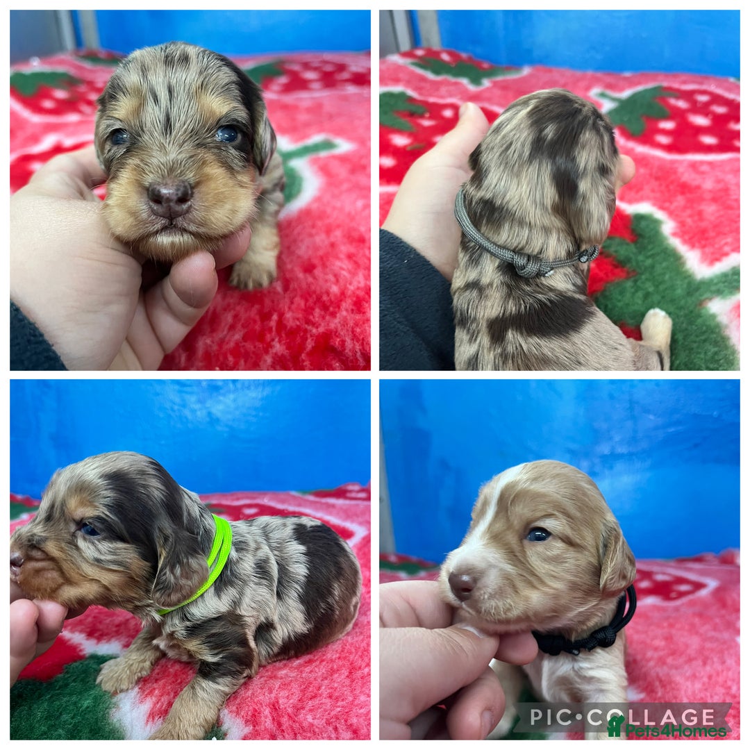 Cockapoo dogs for sale: Cockapoo puppies Rainbow litter  - Image 1