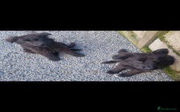 German Shepherd dogs for sale: German Shepherd pups  - Image 14