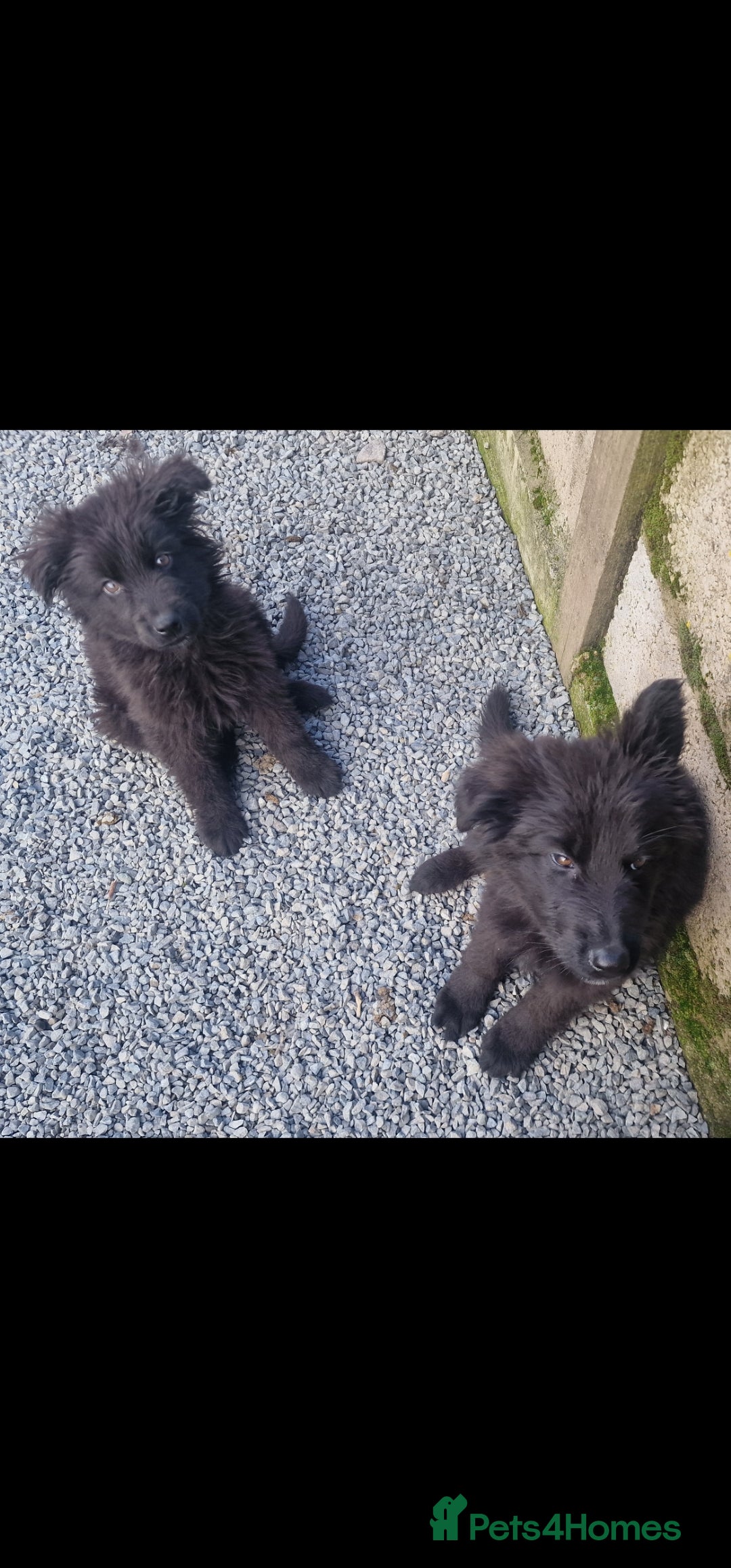 German Shepherd dogs for sale: German Shepherd pups  - Image 14