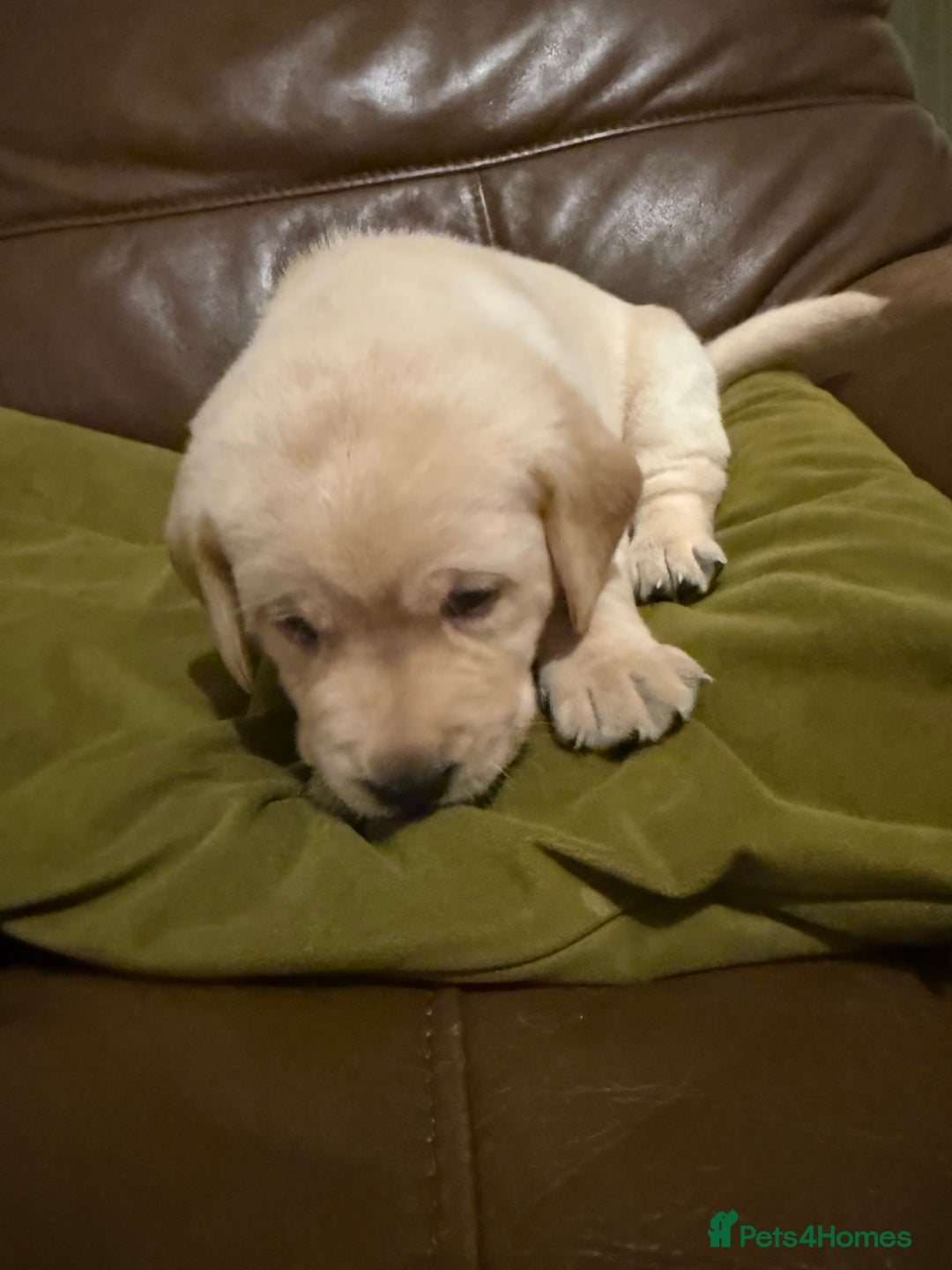 Labrador Retriever dogs for sale: Labrador puppies - Advert 7