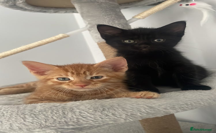 Mixed Breed cats - Advert 8
