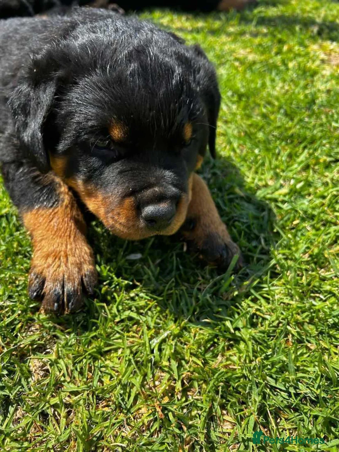 Rottweiler dogs for sale: Perfect Purebred Rottweiler puppies - Advert 2