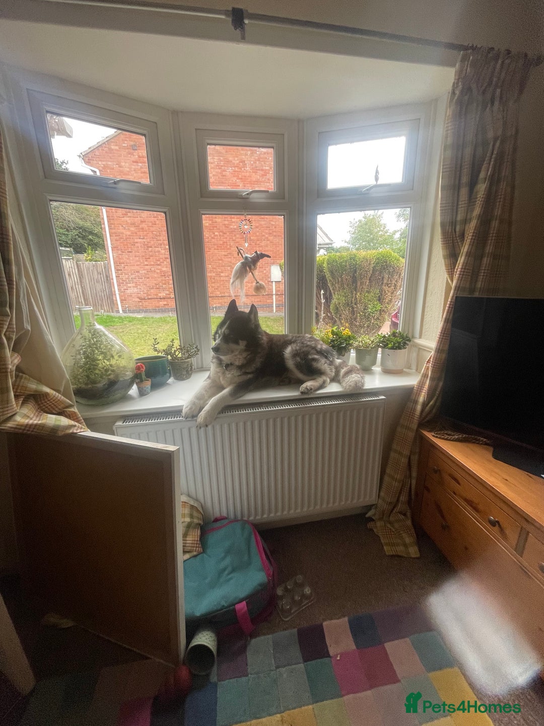 Huskita dogs for sale: Husky x Akita x Samoyed  - Advert 6