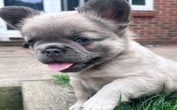 French Bulldog dogs for sale: Full fluffy french bulldogs top quality 2 left  - Image 9