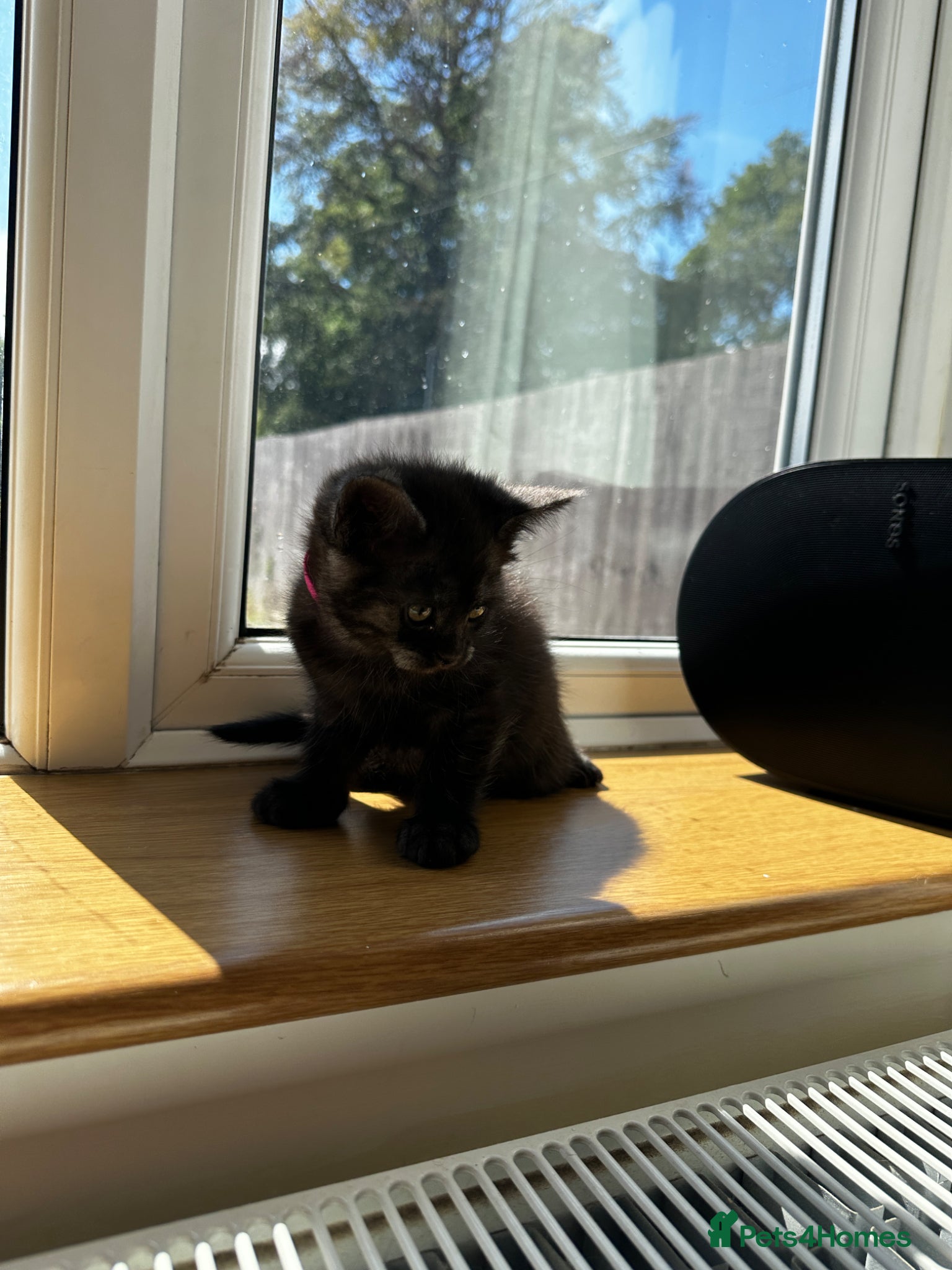 Mixed Breed cats for sale: Maine Coon x British Short Hair Kittens in Cambridge - Advert 18