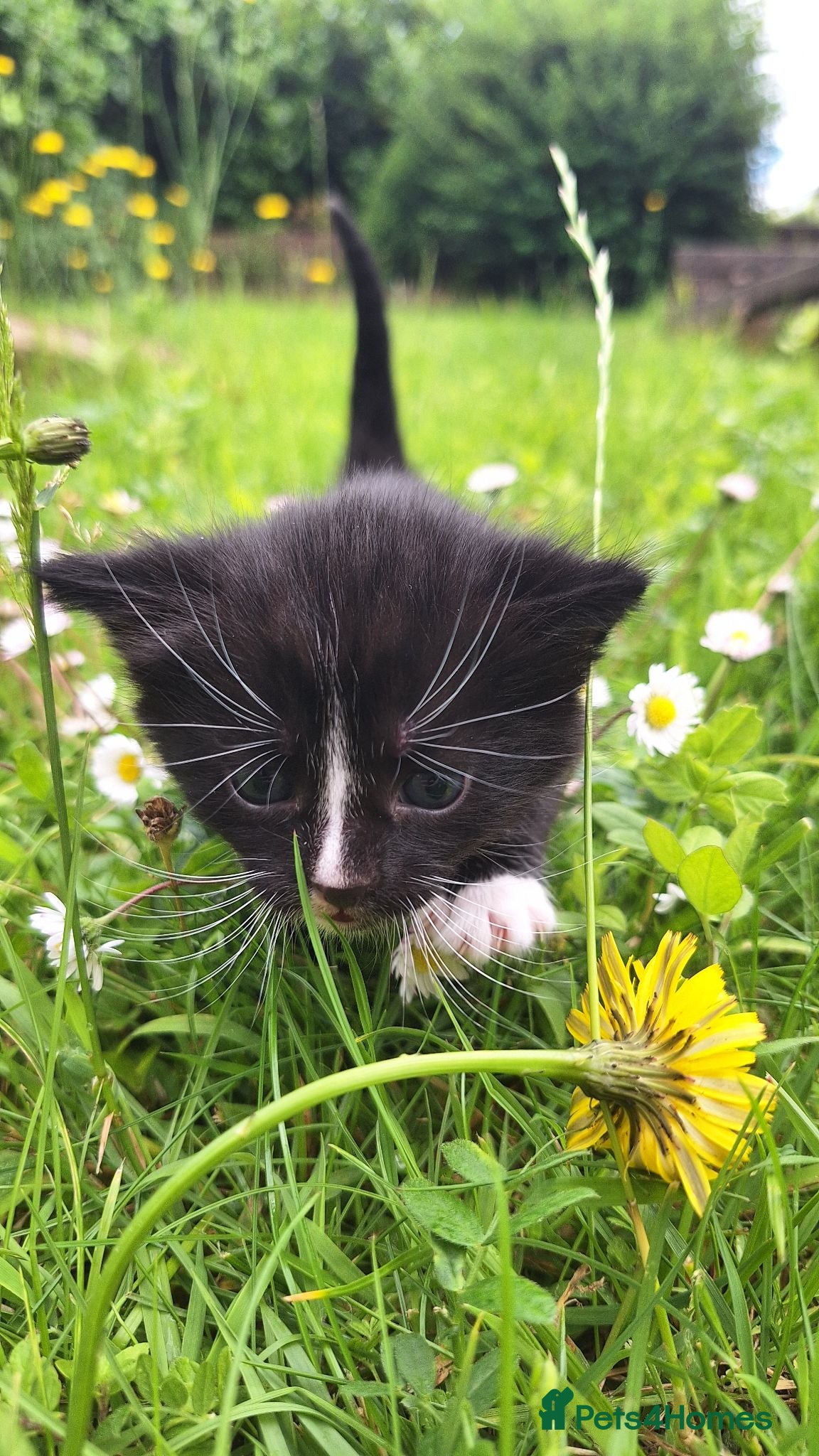 Mixed Breed cats 😼🩷Kittens looking for their forever homes💕 - Advert 5