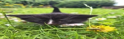 Mixed Breed cats for sale: 😼🩷Kittens looking for their forever homes💕 in Telford - Advert 6
