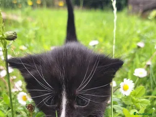 Mixed Breed cats 😼🩷Kittens looking for their forever homes💕 - Advert 6