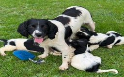 English Springer Spaniel dogs for sale: KC Calm English Springer Spaniel Puppies - Image 2