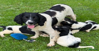 English Springer Spaniel dogs - Advert 3
