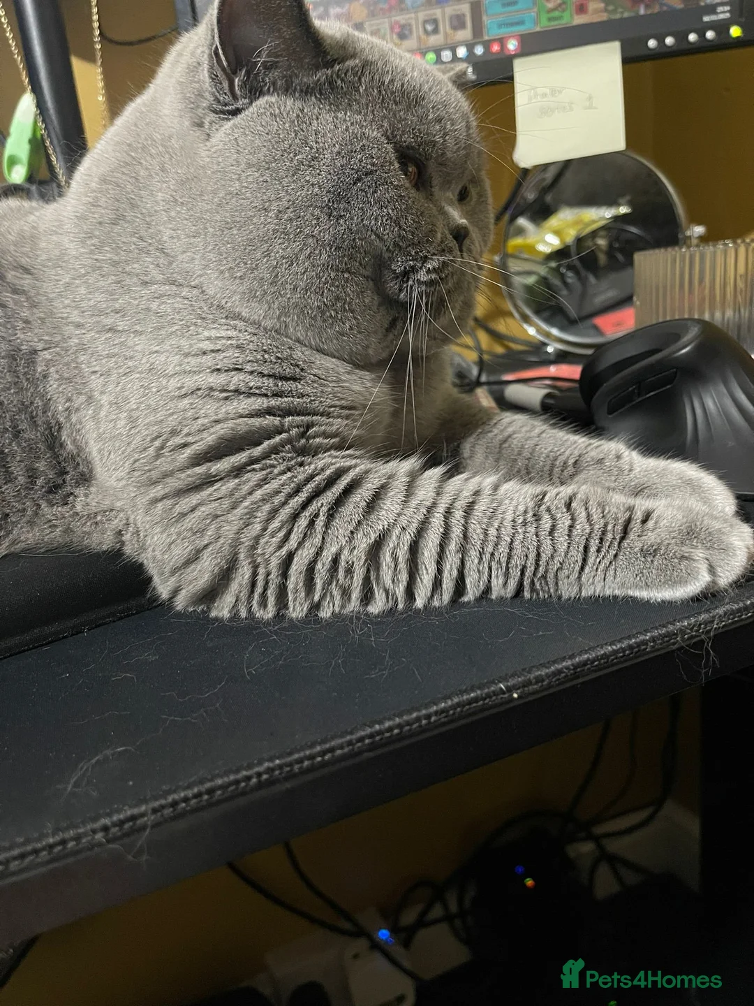 British Shorthair cats for sale: Champion British Shorthair Kittens GCCF Pure Breed - Advert 10