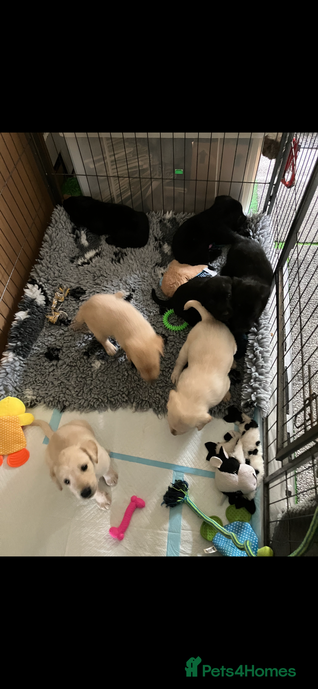 Labrador Retriever dogs for sale: Labrador puppies  - Image 5