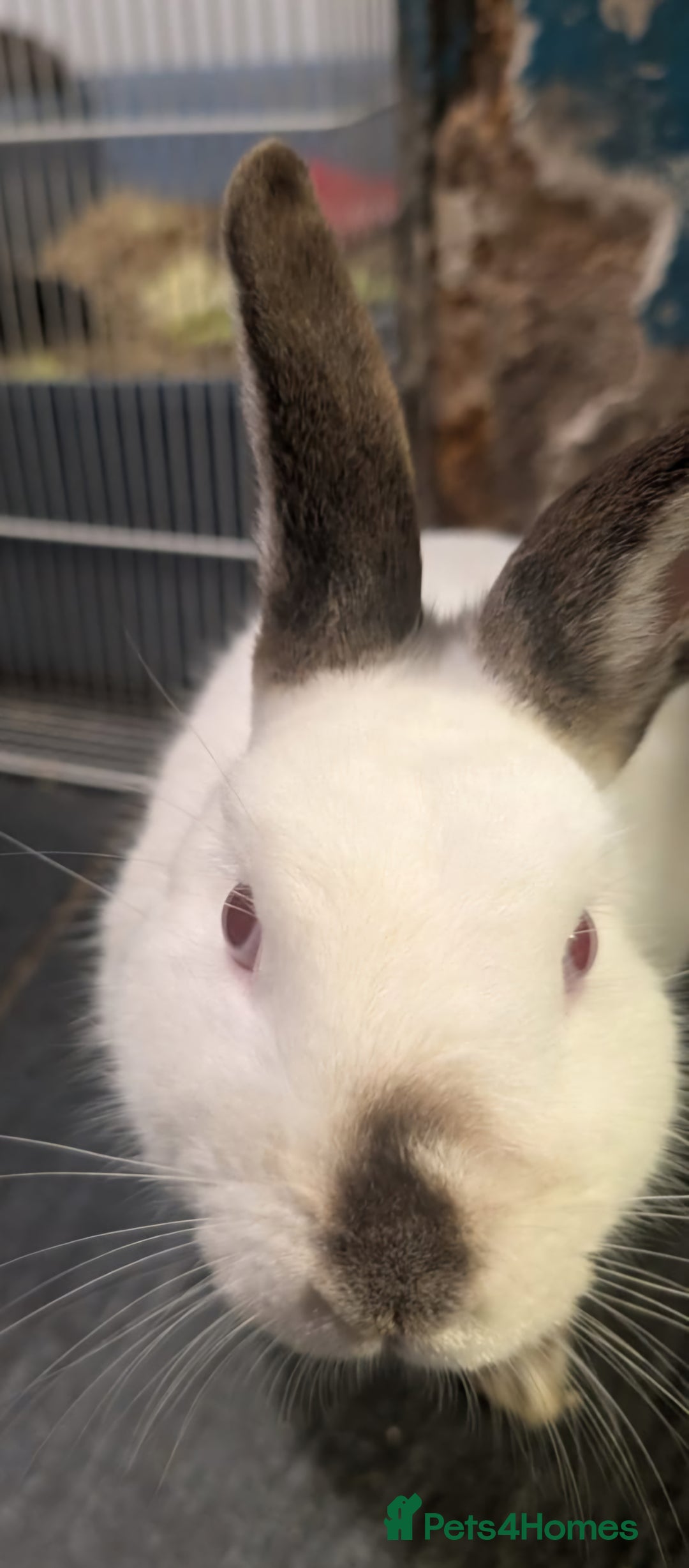 Dutch rabbits for sale: Rabbits to good home - Advert 2