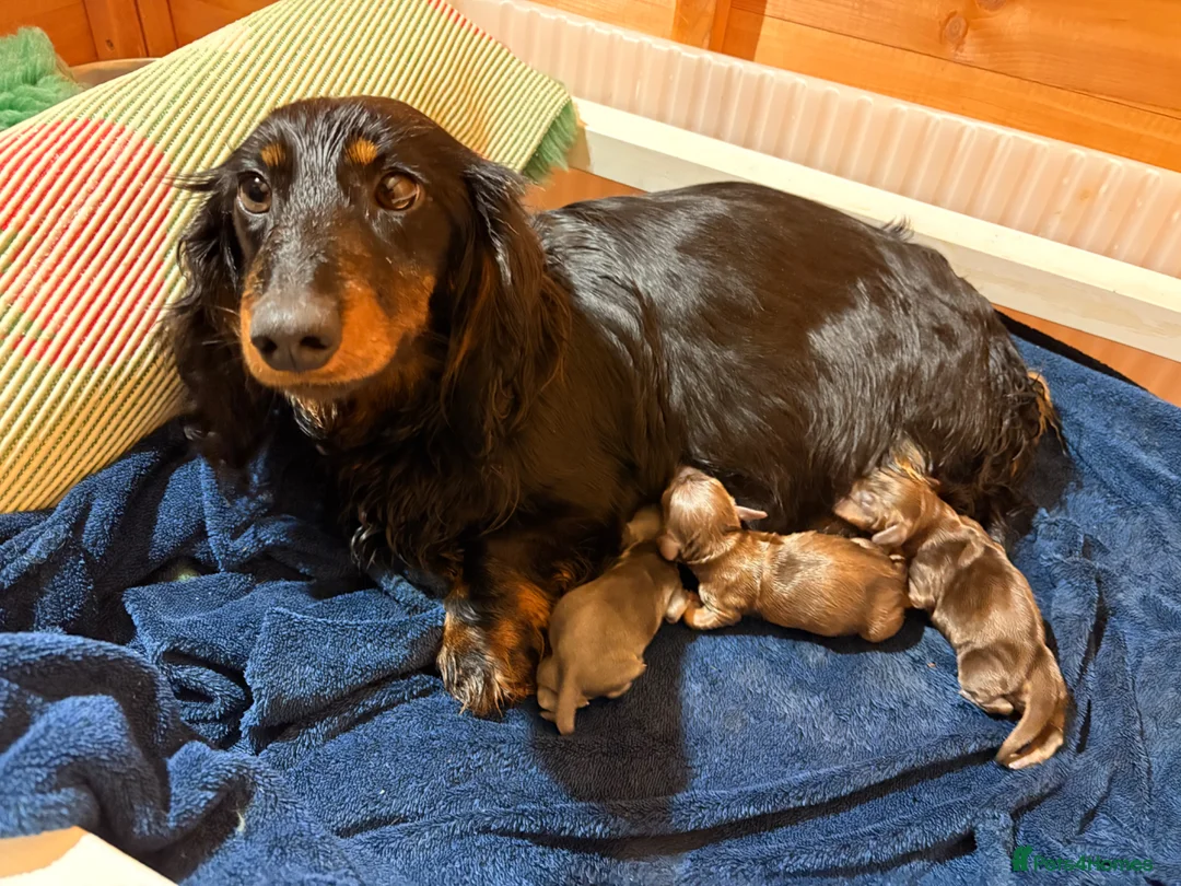 Dachshund dogs for sale: Mini Dachshund Puppy   - Advert 1