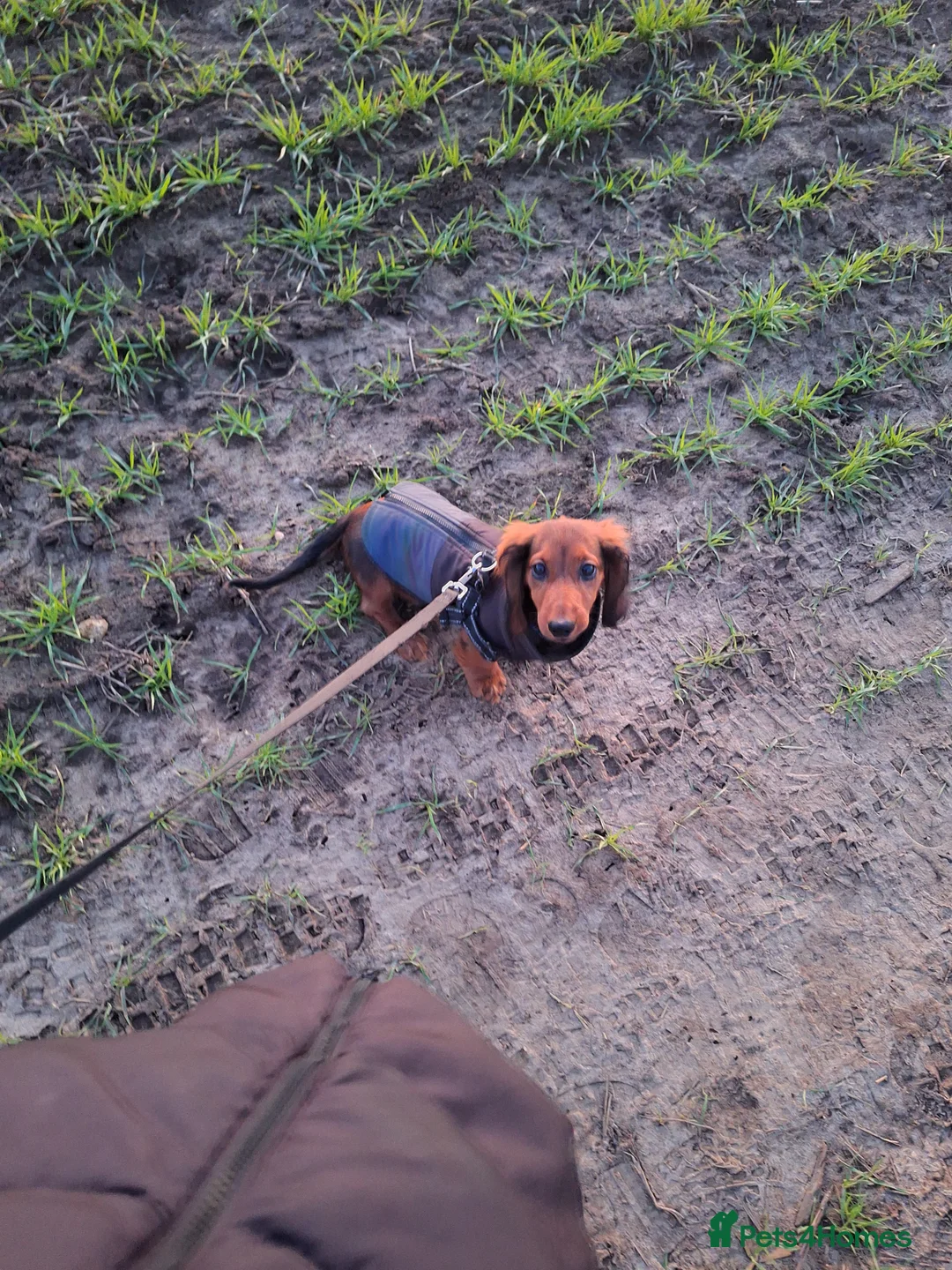 Miniature Dachshund dogs for sale: 6 month miniature long hair dachshund - Advert 12