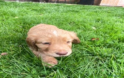 Cocker Spaniel dogs for sale: KC registered cocker spaniel pups for sale  - Image 19