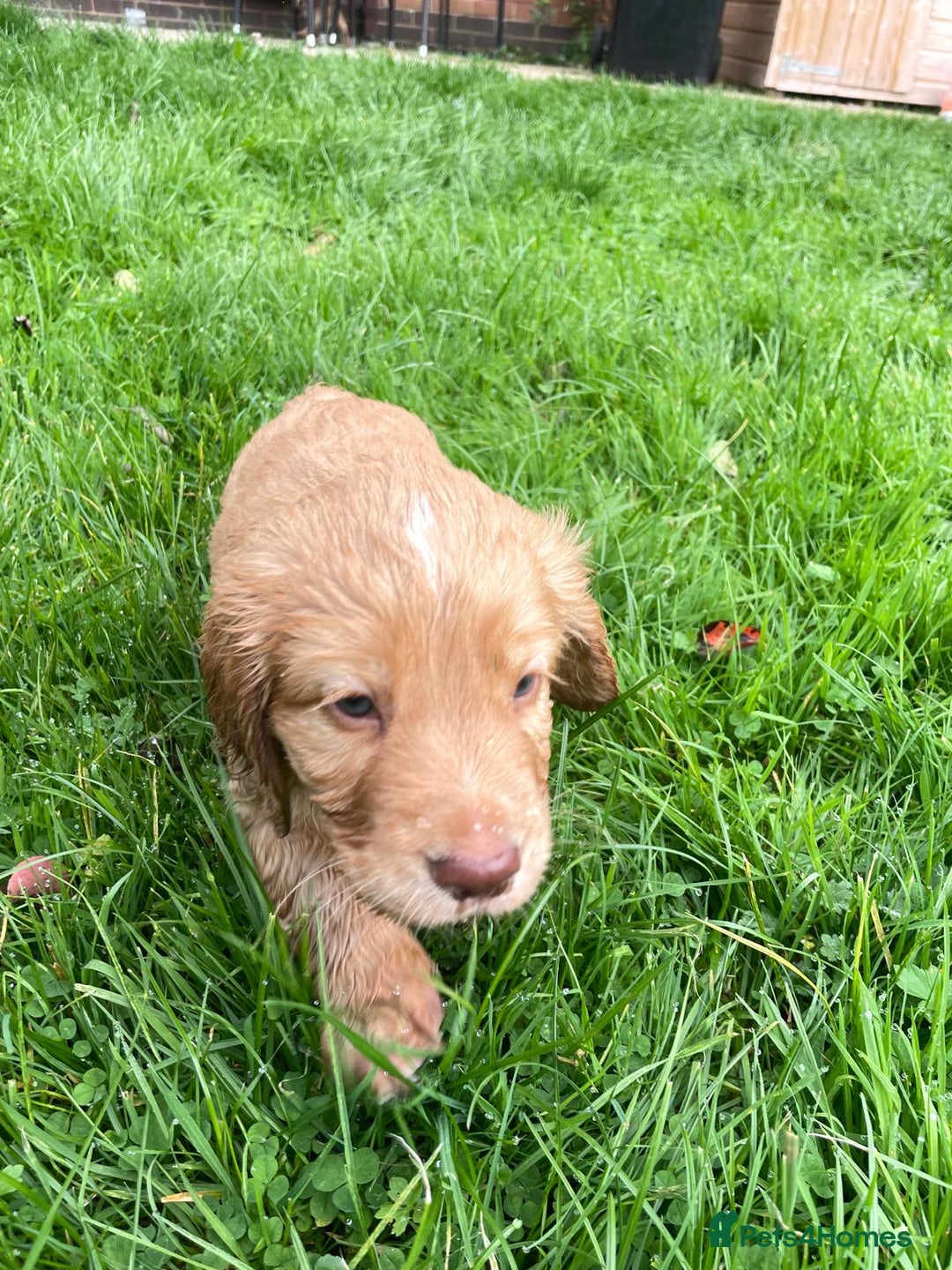 Cocker Spaniel dogs for sale: KC registered cocker spaniel pups for sale  - Image 19