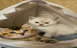 Scottish Fold cats for sale: Pedigree Scottish Folds kittens READY TO LEAVE - Image 8