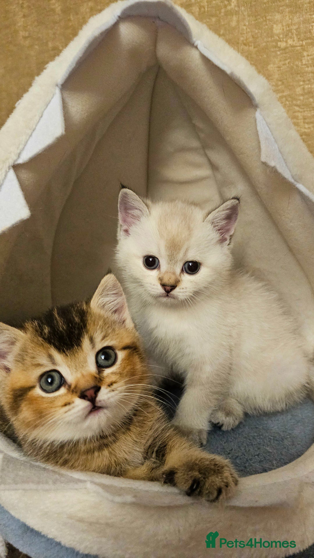 Scottish Fold cats for sale: Pedigree Scottish Folds kittens READY TO LEAVE - Image 8