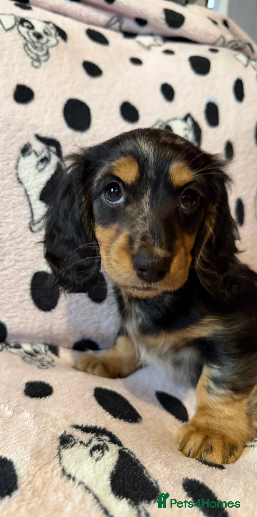 Miniature Dachshund dogs for sale: Beautiful KC silver dapple longhair miniature girl - Advert 30