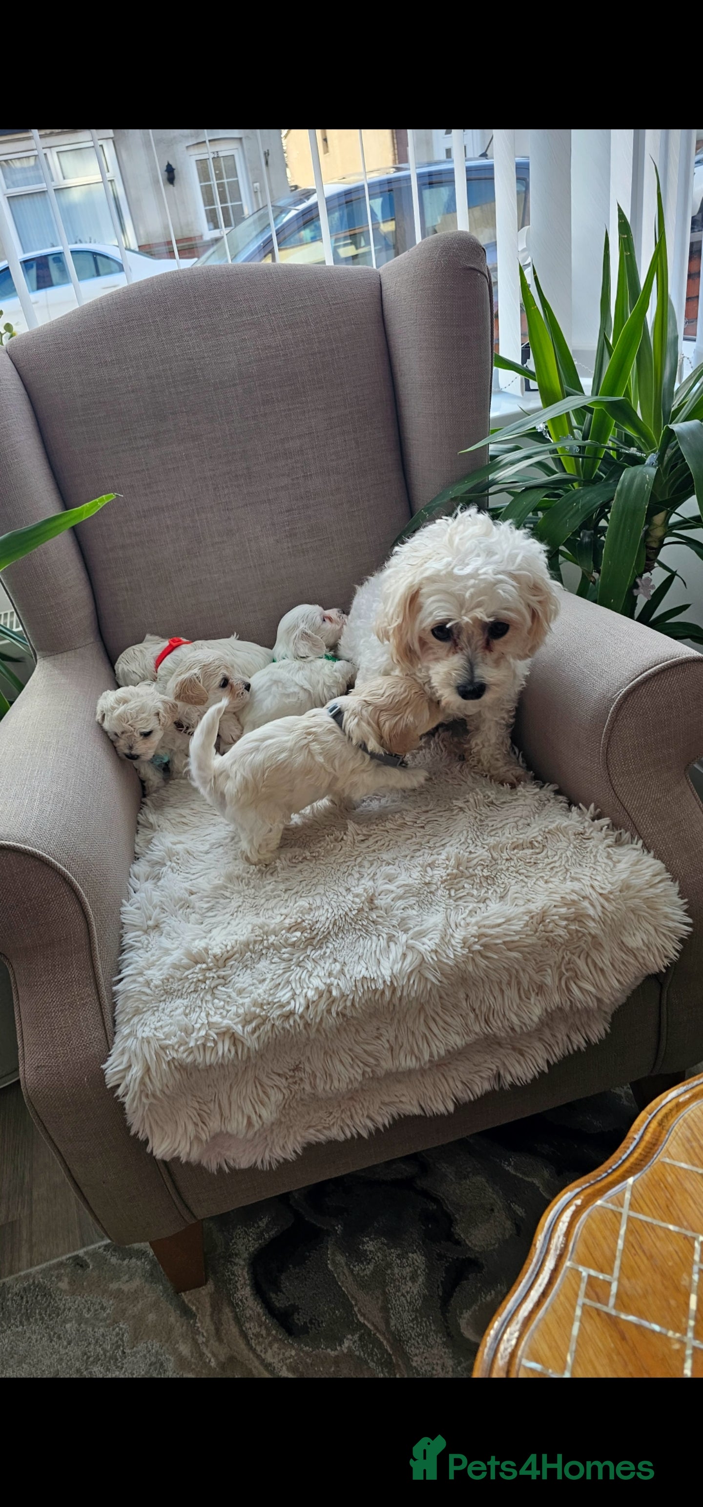Bichon Frise dogs ♥️Fluffy Bichon Frise Puppies♥️ - Advert 3
