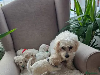 Bichon Frise dogs ♥️Fluffy Bichon Frise Puppies♥️ - Advert 4
