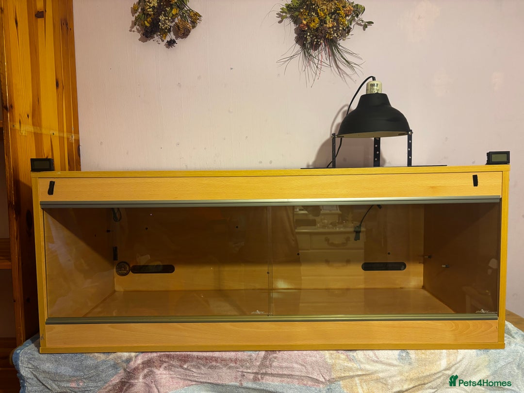 Bearded Dragon reptiles for sale: Complete bearded dragon / vivarium  - Image 2