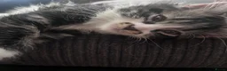 Mixed Breed cats for sale: Kittens - Advert 15