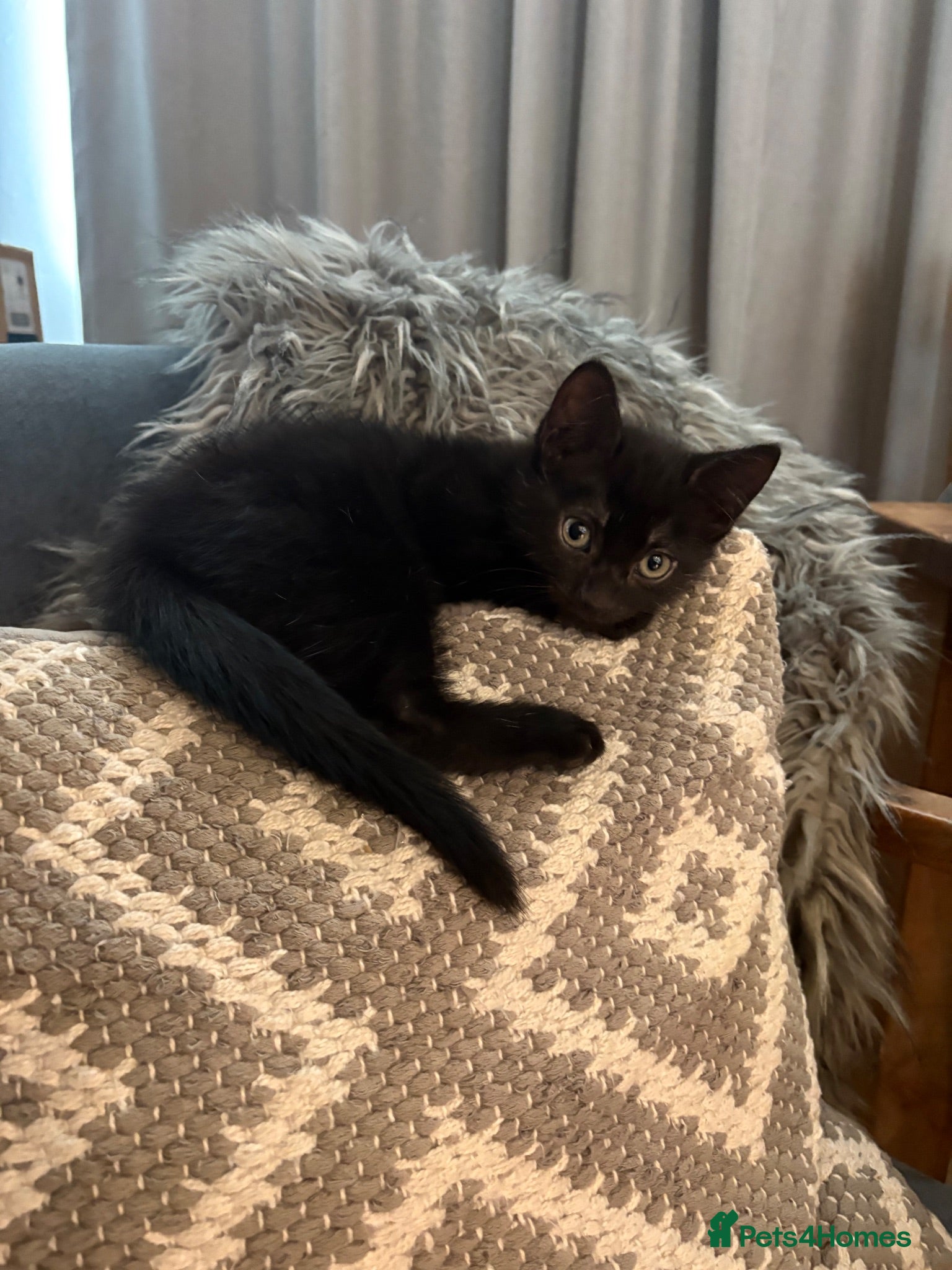 Mixed Breed cats Beautiful black playful Kittens - Advert 2